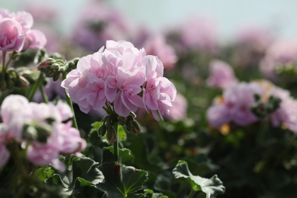 LauPuut_106_iso_1500