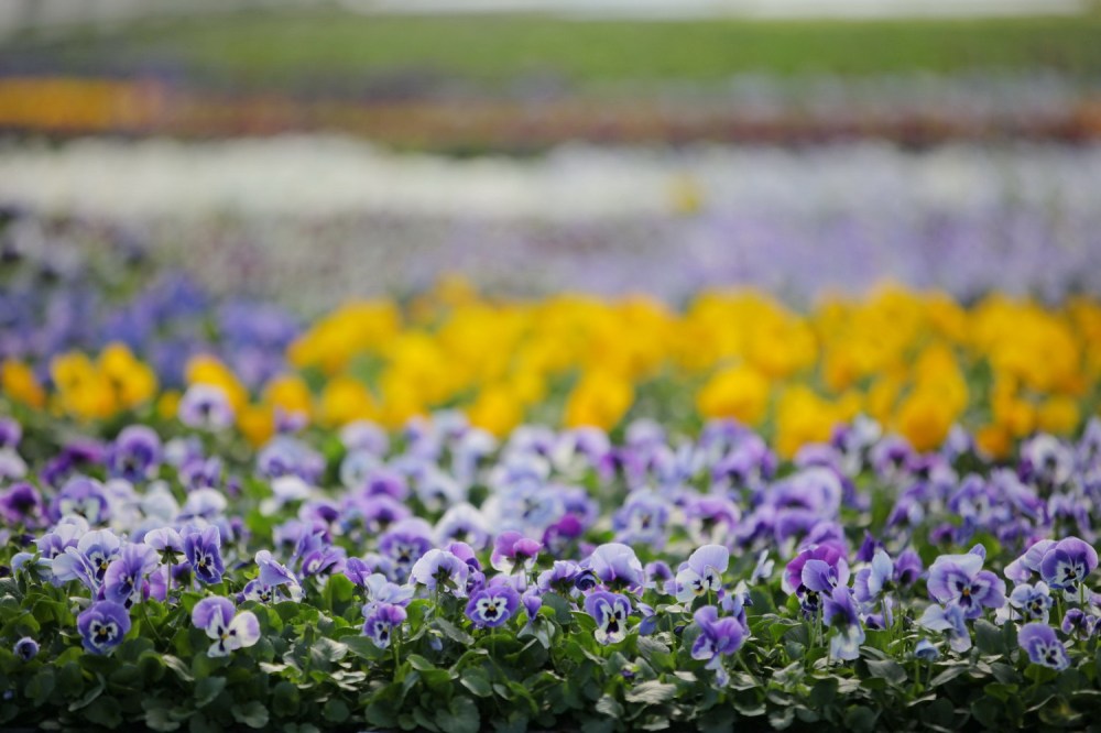 LaurPuut_39_iso_1500