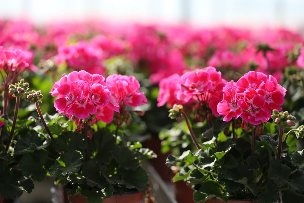 LaurPuut_47_iso_1500